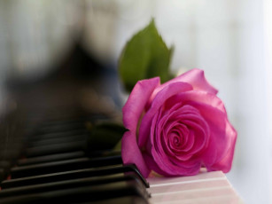 Картинка цветы розы роза розовый клавиши