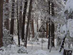 Картинка природа лес снег дом