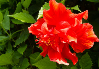 Картинка цветы гибискусы красный тропики