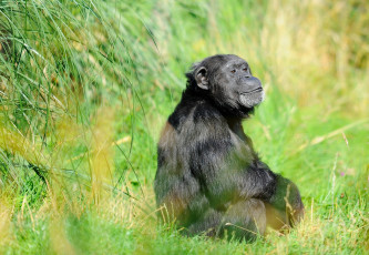 Картинка животные обезьяны мечтательность шимпанзе