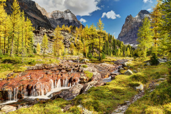 Картинка yoho national park canada природа пейзажи деревья речка лес горы канада