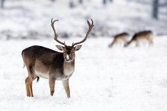 Картинка животные олени природа зима олень
