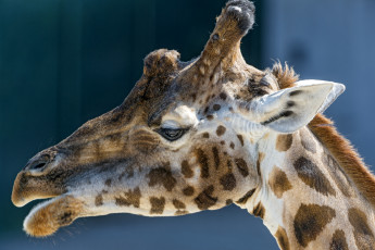 Картинка животные жирафы профиль пятна