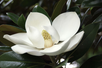 Картинка цветы магнолии экзотика белый