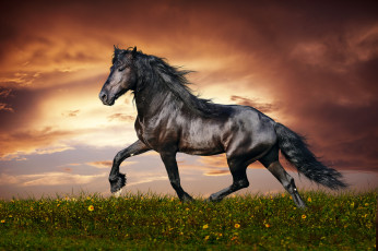 Картинка животные лошади поле лошадь цветы тучи