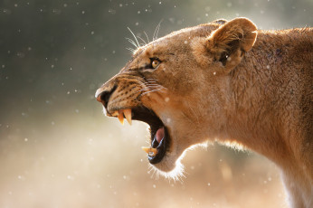 Картинка животные львы львица кошка пасть