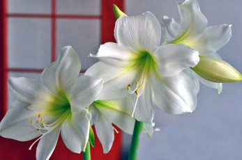 Картинка цветы амариллисы гиппеаструмы белый