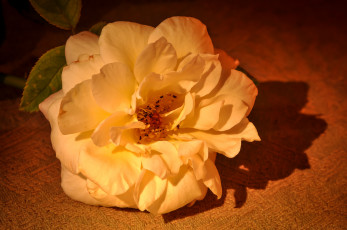 Картинка цветы розы большой лепестки