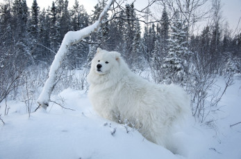 Картинка животные собаки белый снег зима