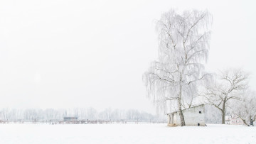 Картинка природа зима дерево снег