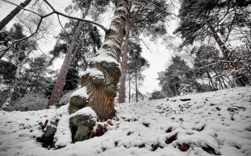 Картинка природа зима снег деревья склон