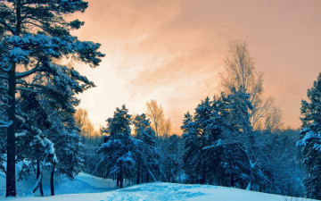 Картинка природа зима тучи следы снег лес