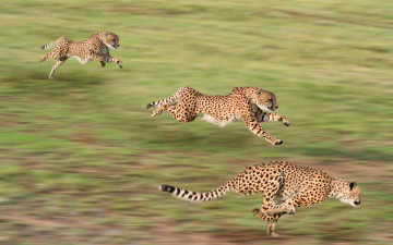 Картинка животные гепарды погоня степь