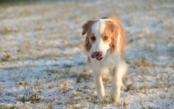 Картинка животные собаки поле зима собака друг