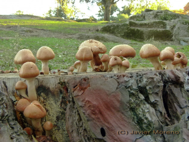 Обои картинки фото природа, грибы, опята, пень