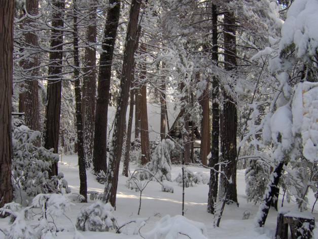 Обои картинки фото природа, лес, снег, дом