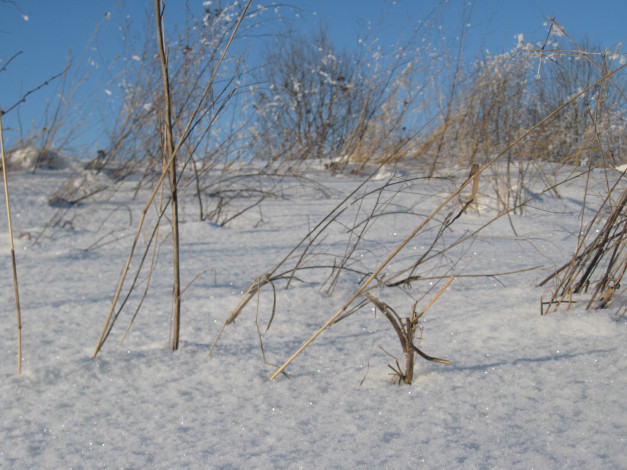 Обои картинки фото природа, зима, снег, трава, поле