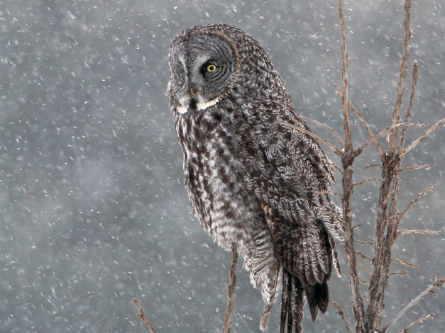 Обои картинки фото животные, совы, lapland, owl, great, grey, бородатая, неясыть