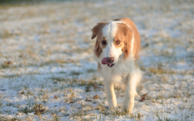 Обои картинки фото животные, собаки, поле, зима, собака, друг