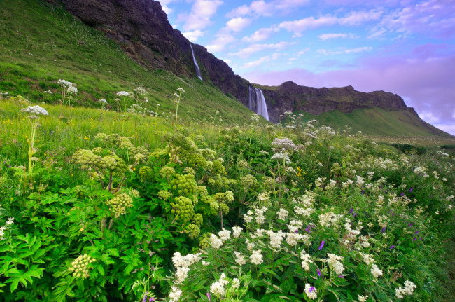 Обои картинки фото seljalandsfoss, iceland, природа, водопады, цветы, скалы, селйяландсфосс, исландия, луг