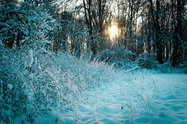Обои картинки фото природа, зима, солнце, заросли, вечер, снег