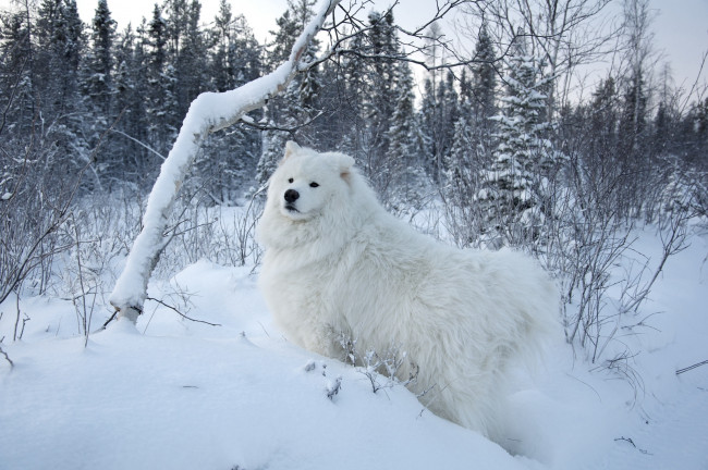 Обои картинки фото животные, собаки, белый, снег, зима