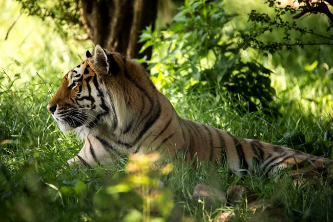 Обои картинки фото животные, тигры, морда, хищник, лес, трава, тигр