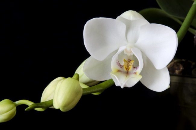 Обои картинки фото цветы, орхидеи, макро, белый, ветка