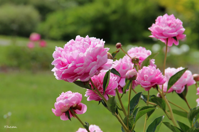 Обои картинки фото цветы, пионы, куст, розовый, бутоны