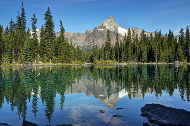 Обои картинки фото lake, o`hara, yoho, national, park, canada, природа, реки, озера, лес, отражение, озеро, канада, ohara, ели, горы