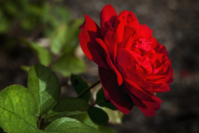 Обои картинки фото цветы, розы, красный