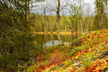 Картинка lapland+finland природа лес осень озеро finland lapland