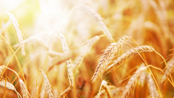 Картинка природа поля пшеница колосья рожь