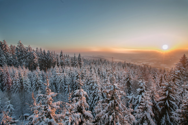 Обои картинки фото природа, зима, закат, снег, лес, ели