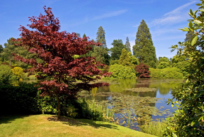 Обои картинки фото sheffield park garden england, природа, парк, растения, пруд, england, garden, park, sheffield