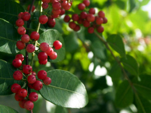 Картинка природа Ягоды красные ягоды ветка