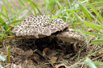 Картинка природа грибы листья трава