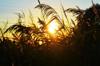 Картинка природа восходы закаты закат камыши метелки трава солнце