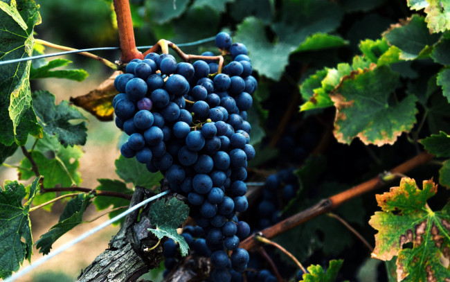 Обои картинки фото природа, Ягоды,  виноград, гроздь, виноград, ягоды