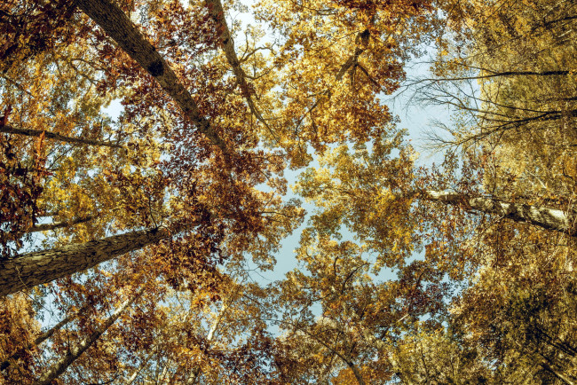 Обои картинки фото природа, деревья, кроны, осень