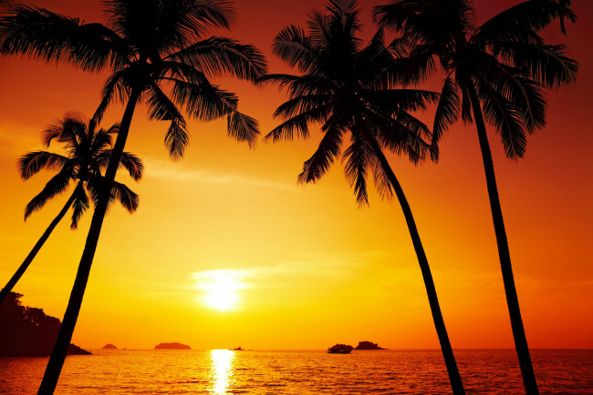 Обои картинки фото природа, тропики, пальмы, море, закат