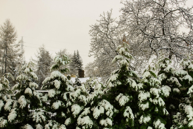 Обои картинки фото природа, зима, снег, елки, деревья