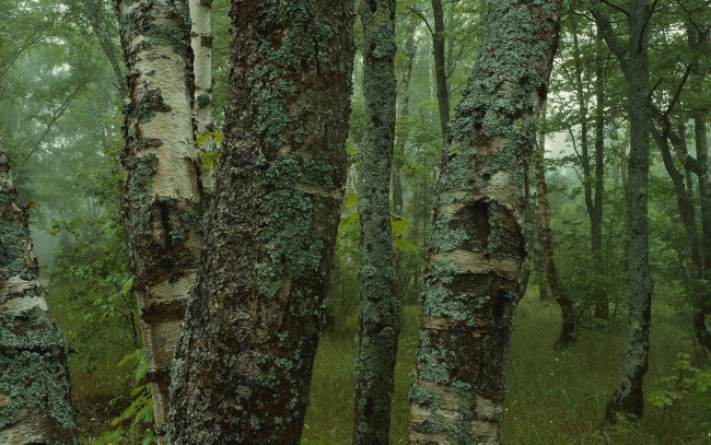 Обои картинки фото природа, лес, мох, деревья
