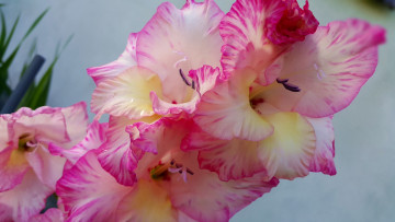 Картинка цветы гладиолусы нежный гладиолус