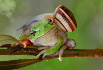 Картинка животные разные+вместе взгляд макро моллюск лягушка улитка ветка парочка зеленая
