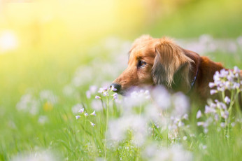Картинка животные собаки трава природа портрет собака профиль мордашка боке