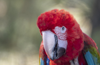 Картинка животные попугаи попугай ара клюв взгляд
