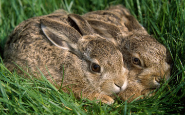 обоя животные, кролики, зайцы