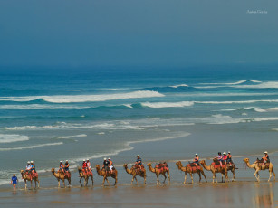 Картинка животные верблюды море караван