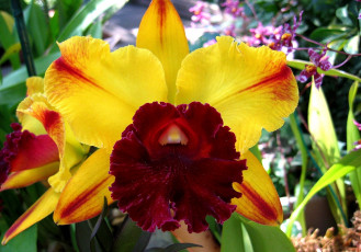 Картинка цветы орхидеи желтый бордовый экзотика